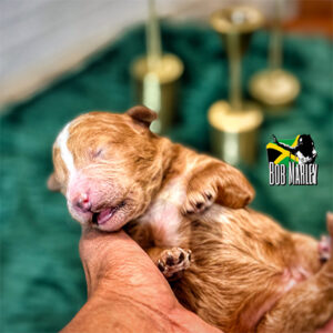 1 Week Old