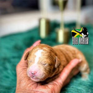 1 Week Old