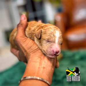 1 Week Old