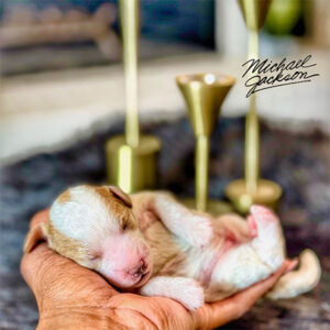 1 Week Old