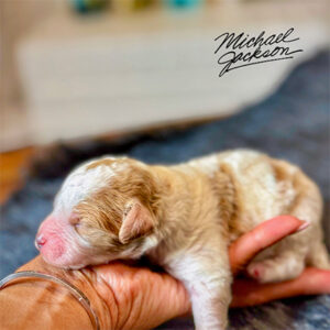 1 Week Old