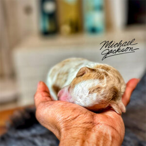 1 Week Old