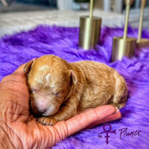 1 Week Old