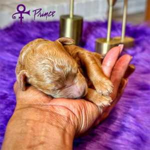 1 Week Old