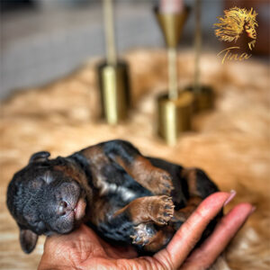 1 Week Old