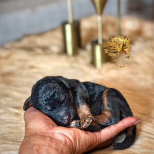 1 Week Old