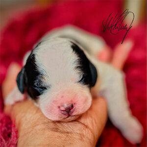 1 Week Old