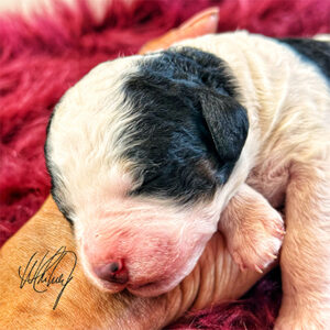 1 Week Old