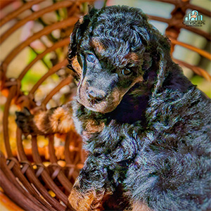 4 Weeks Old