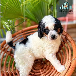 4 Weeks Old